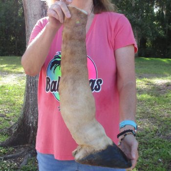 21 inch tall Giraffe Foot Mount Available For Sale for $90