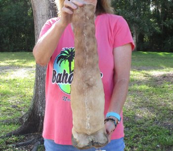 21 inch tall Giraffe Foot Mount Available For Sale for $90