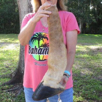 21 inch tall Giraffe Foot Mount Available For Sale for $90