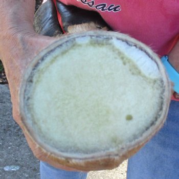 21 inch tall Giraffe Foot Mount Available For Sale for $90