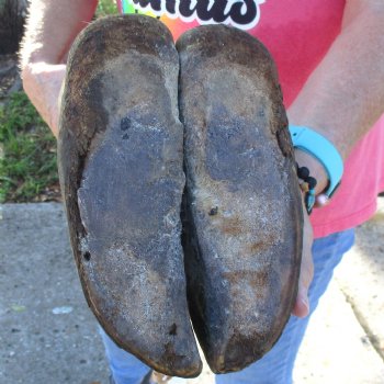 21 inch tall Giraffe Foot Mount Available For Sale for $90