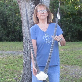 Gemsbok Skull Plate with 37 inch horns for sale $85