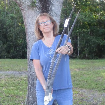Gemsbok Skull Plate with 37 inch horns for sale $85