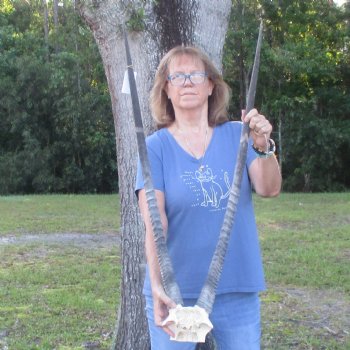 Gemsbok Skull Plate with 37 inch horns for sale $85