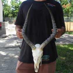 10" African Impala Skull with 20" Horns - $105