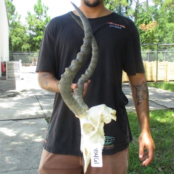 10" African Impala Skull with 20" Horns - $105