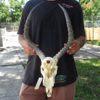 10" African Impala Skull with 20" Horns - $105