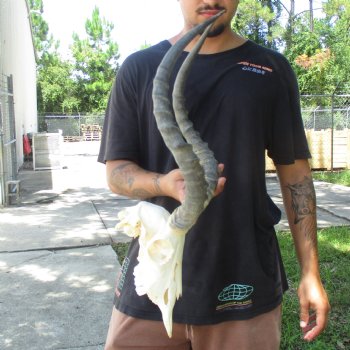 10" African Impala Skull with 20" Horns - $105