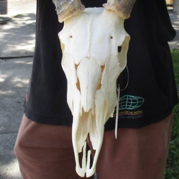 10" African Impala Skull with 20" Horns - $105