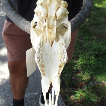 10" African Impala Skull with 20" Horns - $105
