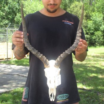 10" African Impala Skull with 19" Horns - $105
