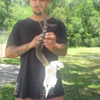 10" African Impala Skull with 19" Horns - $105