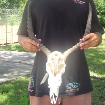 10" African Impala Skull with 19" Horns - $105