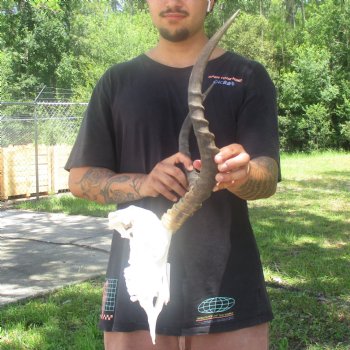 10" African Impala Skull with 19" Horns - $105