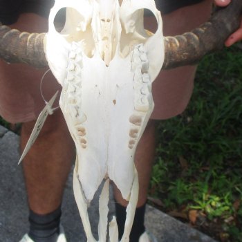 10" African Impala Skull with 19" Horns - $105