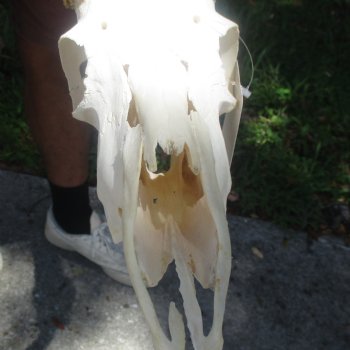 10" African Impala Skull with 19" Horns - $105