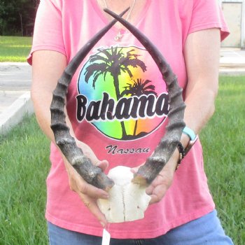 B-Grade 17 inch impala skull plate and horns for $32