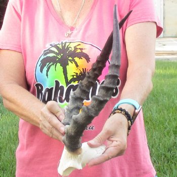 B-Grade 17 inch impala skull plate and horns for $32