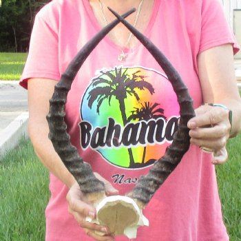 B-Grade 17 inch impala skull plate and horns for $32