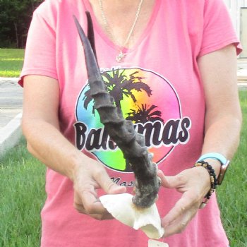 B-Grade 17 inch impala skull plate and horns for $32