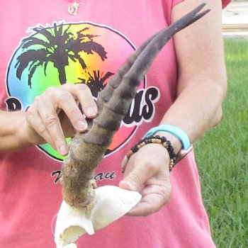 B-Grade 14 inch impala skull plate and horns for $32