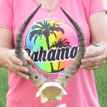 B-Grade 14 inch impala skull plate and horns for $32