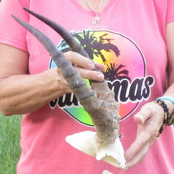 B-Grade 14 inch impala skull plate and horns for $32