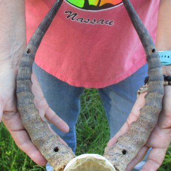 B-Grade 14 inch impala skull plate and horns for $32