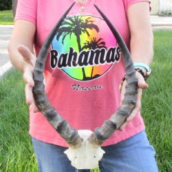 B-Grade 17 inch impala skull plate and horns for $32