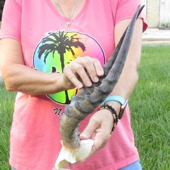 B-Grade 17 inch impala skull plate and horns for $32