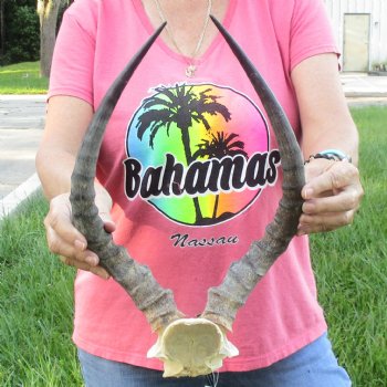 B-Grade 17 inch impala skull plate and horns for $32