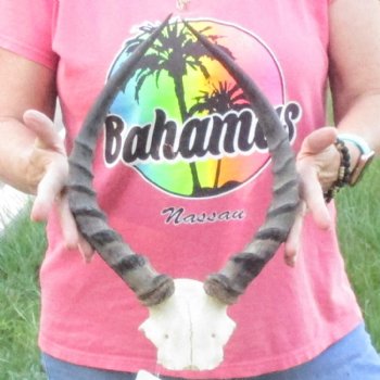 B-Grade 15 inch impala skull plate and horns for $32