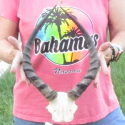 B-Grade 15 inch impala skull plate and horns for $32