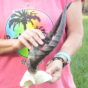 B-Grade 15 inch impala skull plate and horns for $32