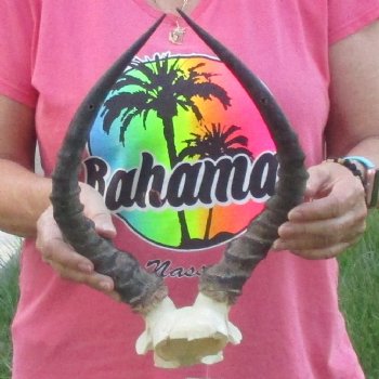 B-Grade 15 inch impala skull plate and horns for $32