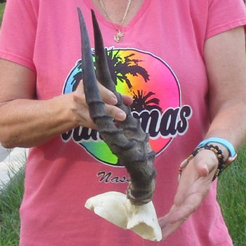 B-Grade 15 inch impala skull plate and horns for $32