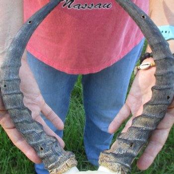 B-Grade 15 inch impala skull plate and horns for $32