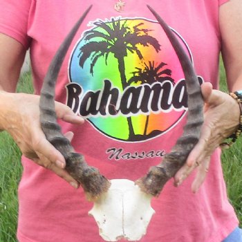 B-Grade 12-1/2 inch impala skull plate and horns for $32