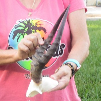 B-Grade 12-1/2 inch impala skull plate and horns for $32