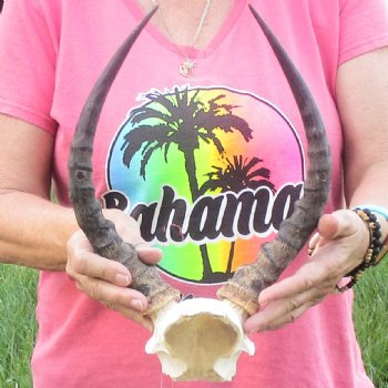 B-Grade 12-1/2 inch impala skull plate and horns for $32