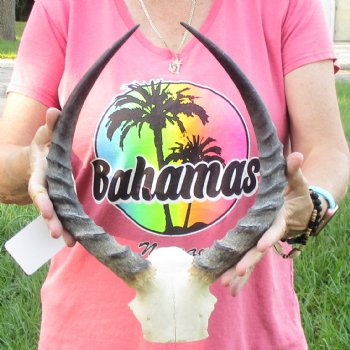 B-Grade 14-1/2 inch impala skull plate and horns for $32