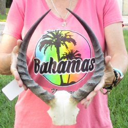 B-Grade 14-1/2 inch impala skull plate and horns for $32