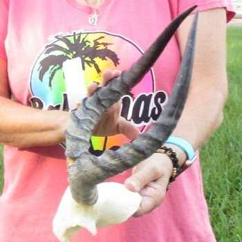 B-Grade 14-1/2 inch impala skull plate and horns for $32