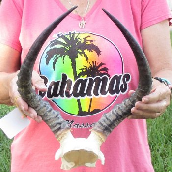 B-Grade 14-1/2 inch impala skull plate and horns for $32