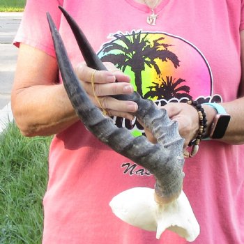 B-Grade 14-1/2 inch impala skull plate and horns for $32