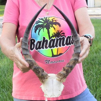 B-Grade 15 inch impala skull plate and horns for $32