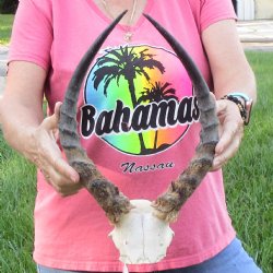 B-Grade 15 inch impala skull plate and horns for $32