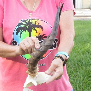 B-Grade 15 inch impala skull plate and horns for $32