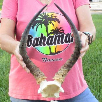 B-Grade 15 inch impala skull plate and horns for $32