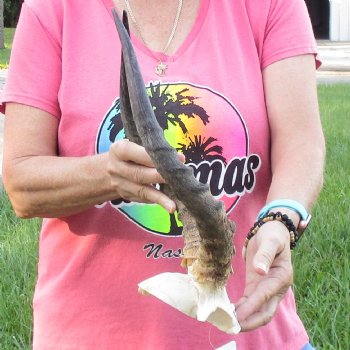 B-Grade 15 inch impala skull plate and horns for $32